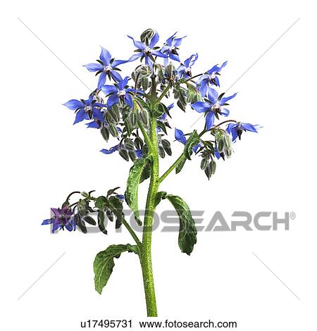 Stock Image - Borage Borago officinalis flowers. Fotosearch