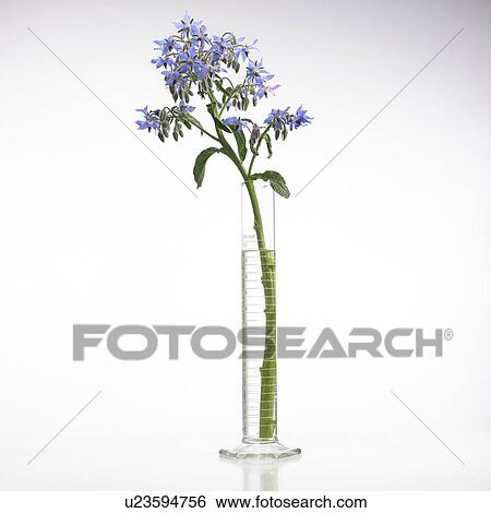 Borage Borago officinalis flowers View Large Photo Image Stock Photograph - Borage Borago officinalis flowers. Fotosearch