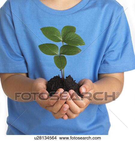 Picture - Boy holding seedling. Fotosearch