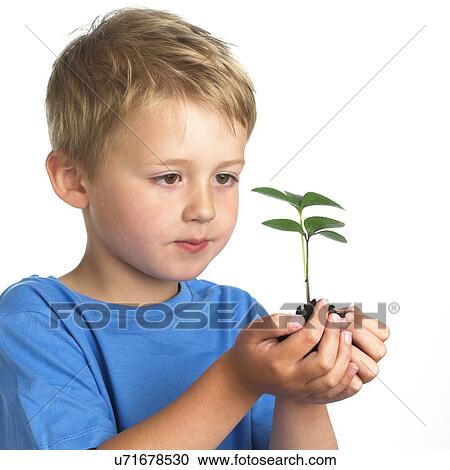 Boy holding seedling View Large Photo Image Stock Image - Boy holding seedling. Fotosearch