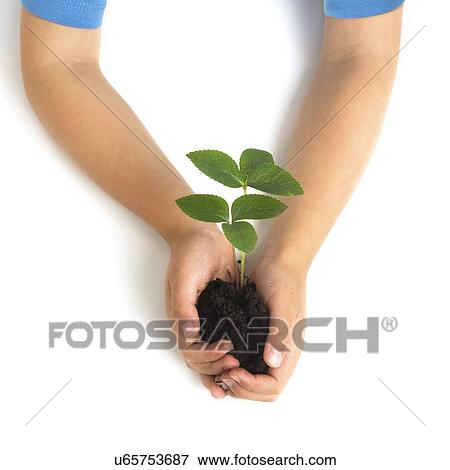 Boy holding seedling View Large Photo Image Stock Photo - Boy holding seedling. Fotosearch