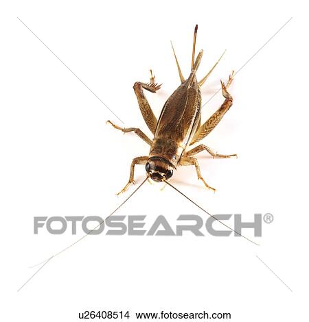 Picture - Bush cricket. Fotosearch