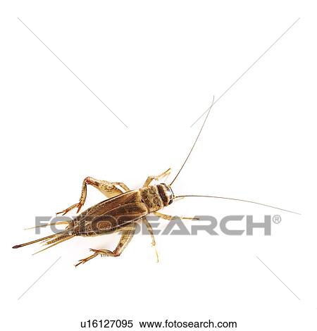 Stock Photography - Bush cricket. Fotosearch