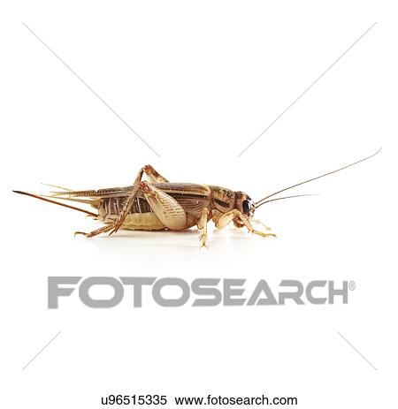 Stock Photography - Bush cricket. Fotosearch