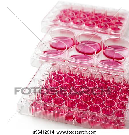 Picture - Cell culture plates. Fotosearch