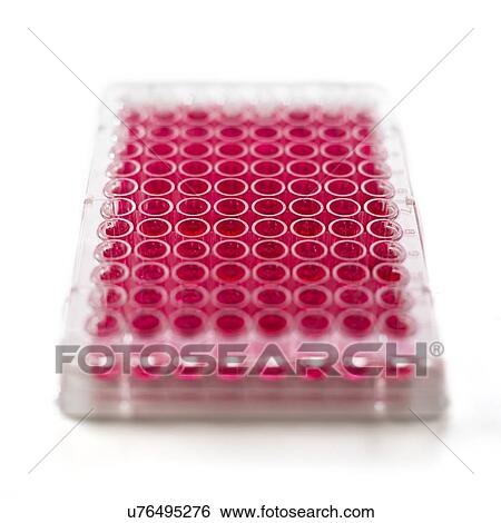 Cell culture plates View Large Photo Image Stock Photograph - Cell culture plates. Fotosearch