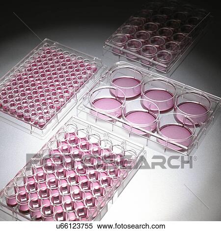 Cell culture plates View Large Photo Image Stock Photography - Cell culture plates. Fotosearch