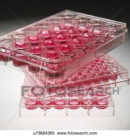 Stock Photography - Cell culture plates. Fotosearch