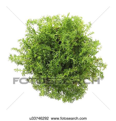 Chamomile plant View Large Photo Image Stock Image - Chamomile plant. Fotosearch