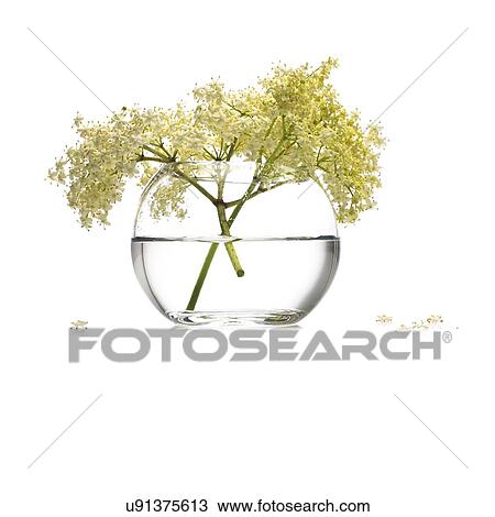 Elderflowers Sambucus nigra View Large Photo Image Stock Image - Elderflowers Sambucus nigra. Fotosearch