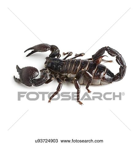Stock Image - Emperor scorpion. Fotosearch