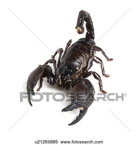 Stock Photo - Emperor scorpion. Fotosearch