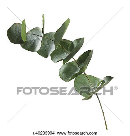 Eucalyptus sp leaves View Large Photo Image Picture - Eucalyptus sp leaves. Fotosearch