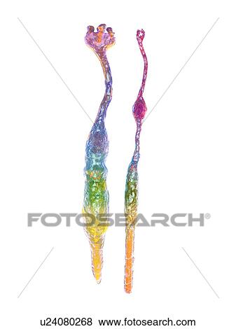 Stock Photo - Eye retina, rod and cone. Fotosearch