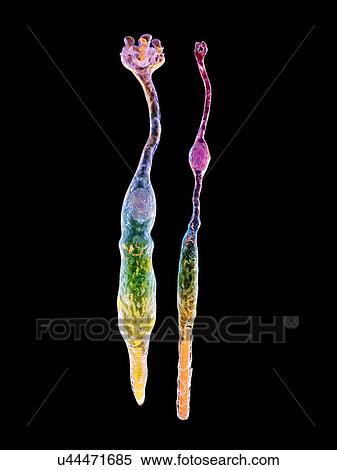 Stock Photography - Eye retina, rod and cone. Fotosearch