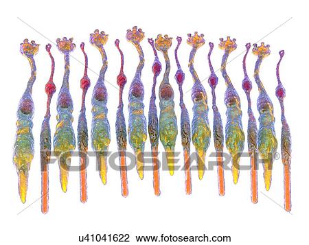 Stock Image - Eye retina. Fotosearch