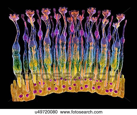 Stock Image - Eye retina. Fotosearch