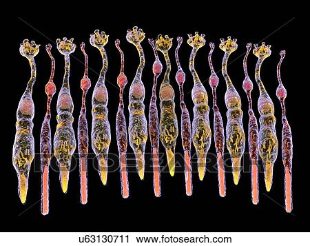 Stock Image - Eye retina. Fotosearch