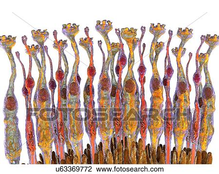 Eye retina View Large Photo Image Stock Image - Eye retina. Fotosearch