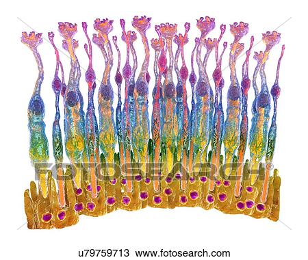 Stock Image - Eye retina. Fotosearch