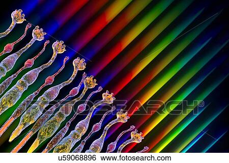Stock Photograph - Eye retina. Fotosearch