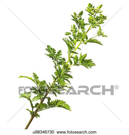 Stock Image - Feverfew Tanacetum parthenium stem. Fotosearch
