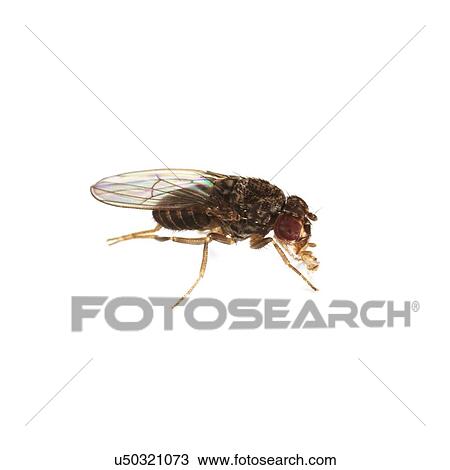 Fruit fly View Large Photo Image Stock Image - Fruit fly. Fotosearch