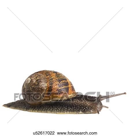 Stock Image - Garden snail. Fotosearch