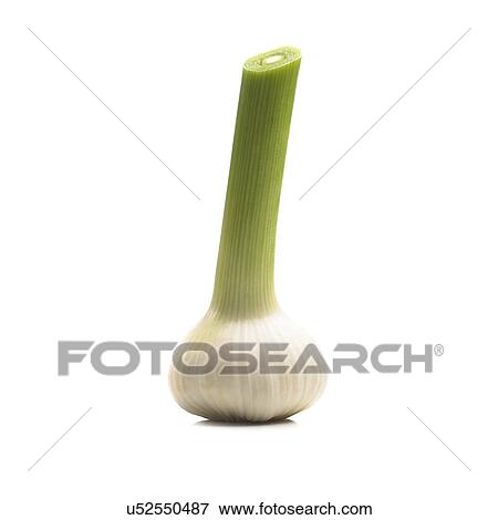 Garlic bulb View Large Photo Image Stock Photo - Garlic bulb. Fotosearch