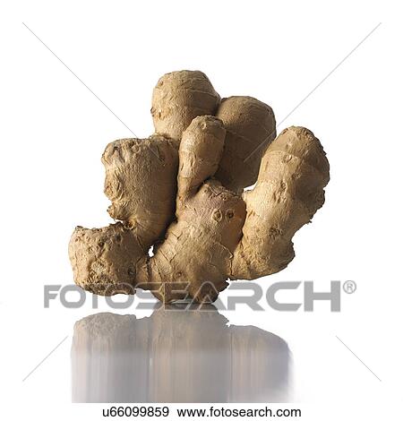 Stock Photo - Ginger Zingiber officinale rhizome. Fotosearch