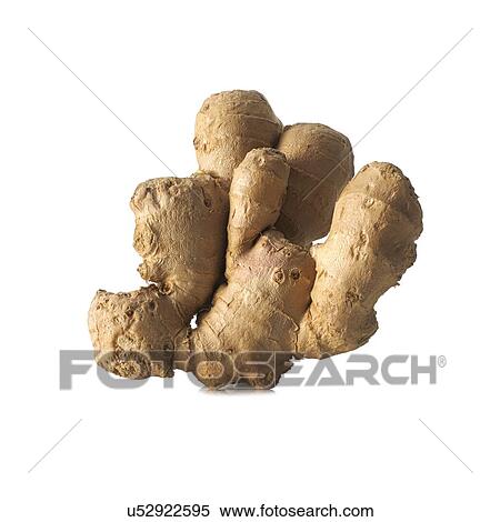 Ginger Zingiber officinale rhizome View Large Photo Image Stock Photography - Ginger Zingiber officinale rhizome. Fotosearch