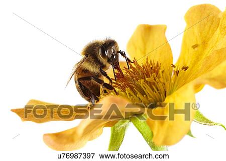 Stock Photo - Honey bee on a flower. Fotosearch