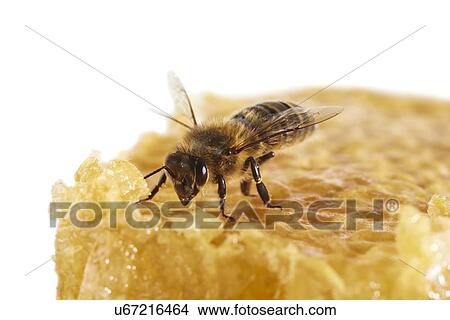 Picture - Honey bee on honeycomb. Fotosearch