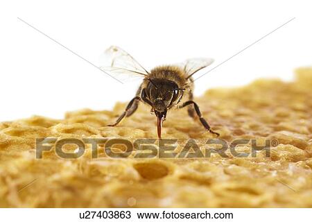 Honey bee on honeycomb View Large Photo Image Stock Image - Honey bee on honeycomb. Fotosearch