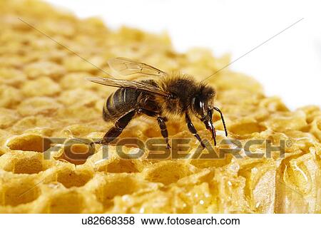 Stock Photo - Honey bee on honeycomb. Fotosearch