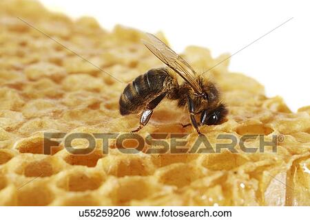 Honey bee on honeycomb View Large Photo Image Stock Photograph - Honey bee on honeycomb. Fotosearch