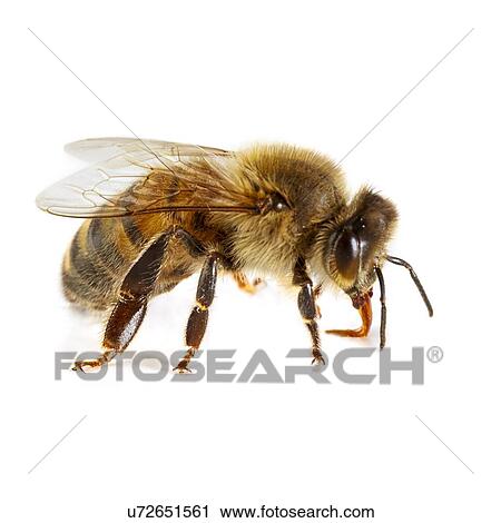 Stock Image - Honey bee. Fotosearch
