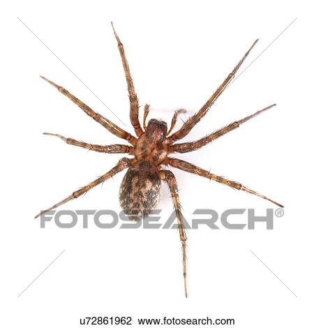 Stock Image - House spider. Fotosearch