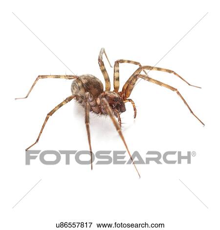 House spider View Large Photo Image Stock Photo - House spider. Fotosearch