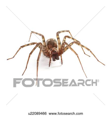 Stock Photograph - House spider. Fotosearch