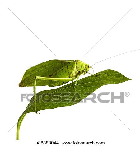 Picture - Katydid. Fotosearch