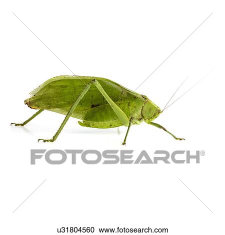 Katydid View Large Photo Image Stock Image - Katydid. Fotosearch