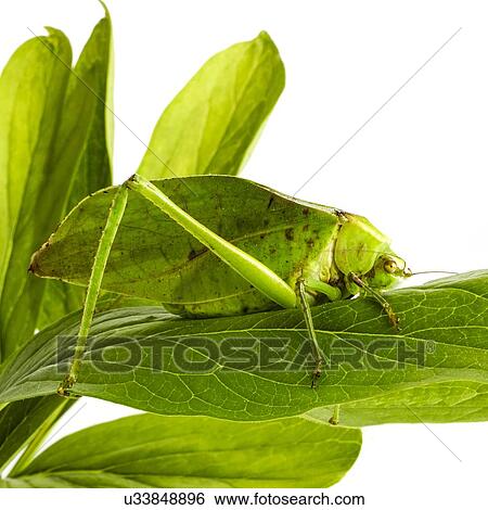 Stock Photograph - Katydid. Fotosearch