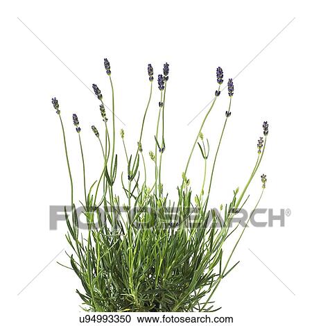 Lavender Lavandula sp plant View Large Photo Image Stock Image - Lavender Lavandula sp plant. Fotosearch