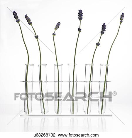 Stock Image - Lavender Lavandula sp stems. Fotosearch