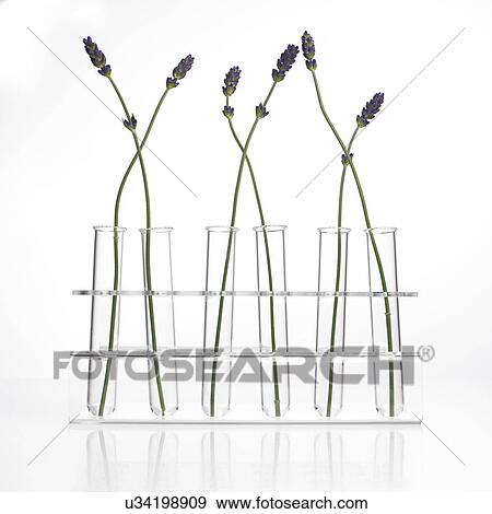 Stock Photo - Lavender Lavandula sp stems. Fotosearch
