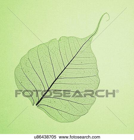 Leaf View Large Photo Image Stock Photography - Leaf. Fotosearch