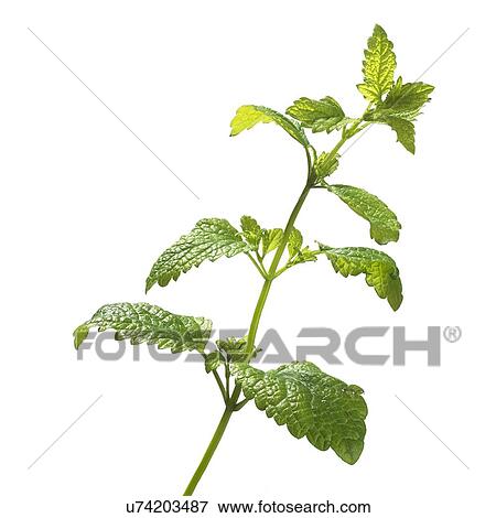 Lemon balm Melissa officinalis stem View Large Photo Image Stock Photo - Lemon balm Melissa officinalis stem. Fotosearch