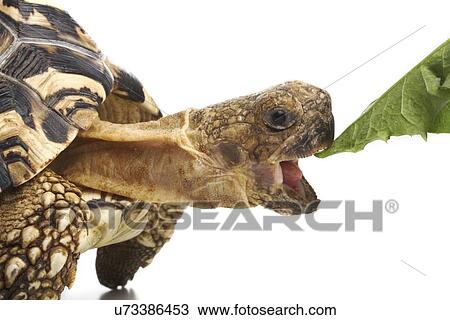 Stock Image - Leopard tortoise eating. Fotosearch