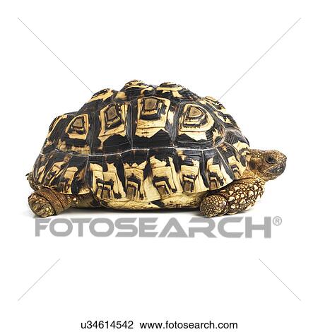 Leopard tortoise View Large Photo Image Stock Image - Leopard tortoise. Fotosearch